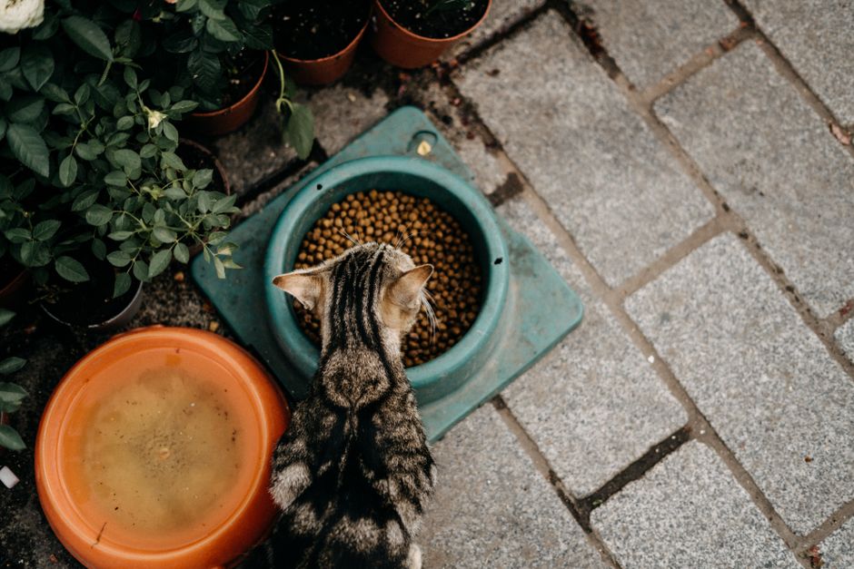 A cat eating food formulated to support dental health
