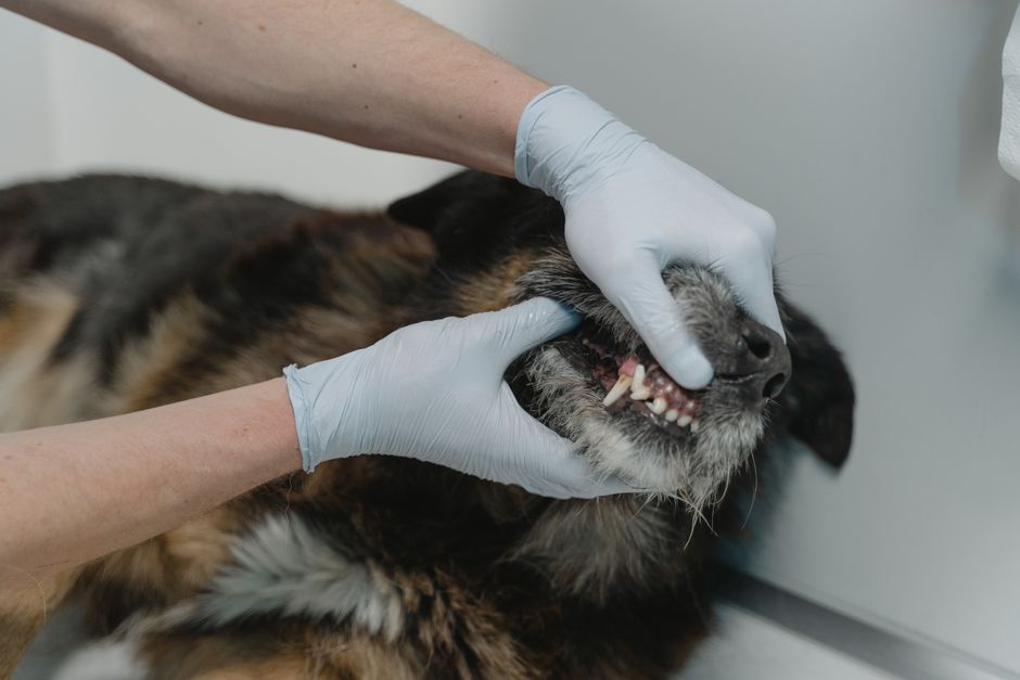 Cat Dental Health: What Every Owner Should Know