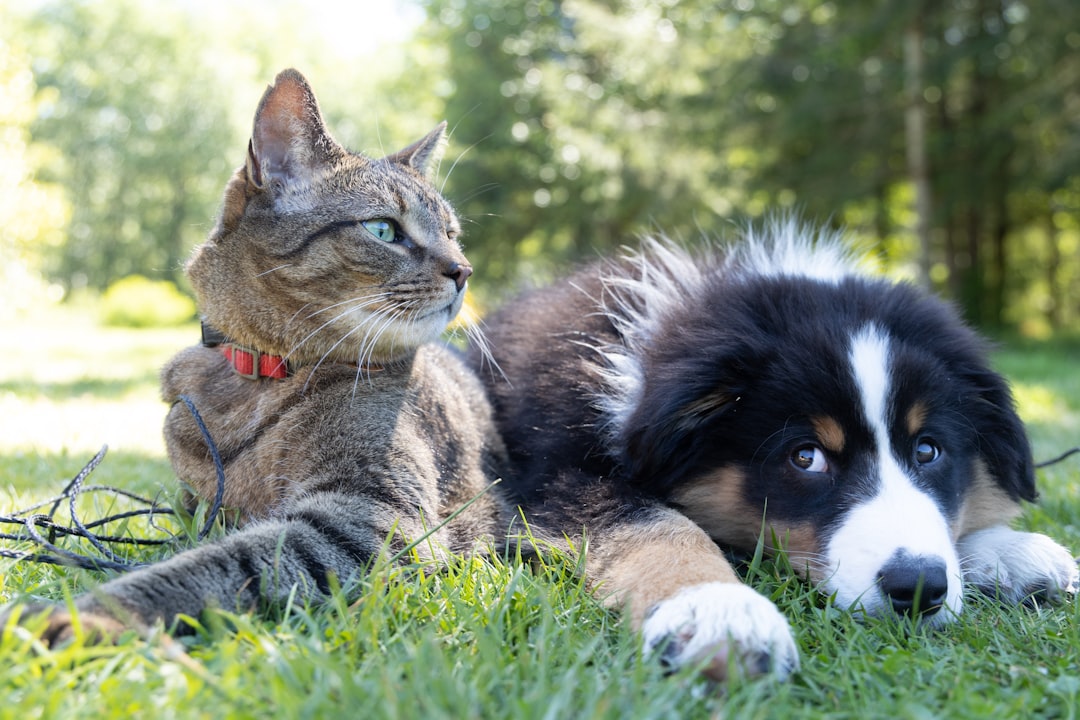A dog on leash and a cat in a carrier during a safe first introduction