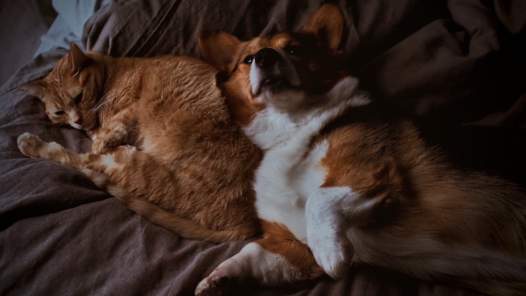 A cat and dog coexisting peacefully after a gradual introduction