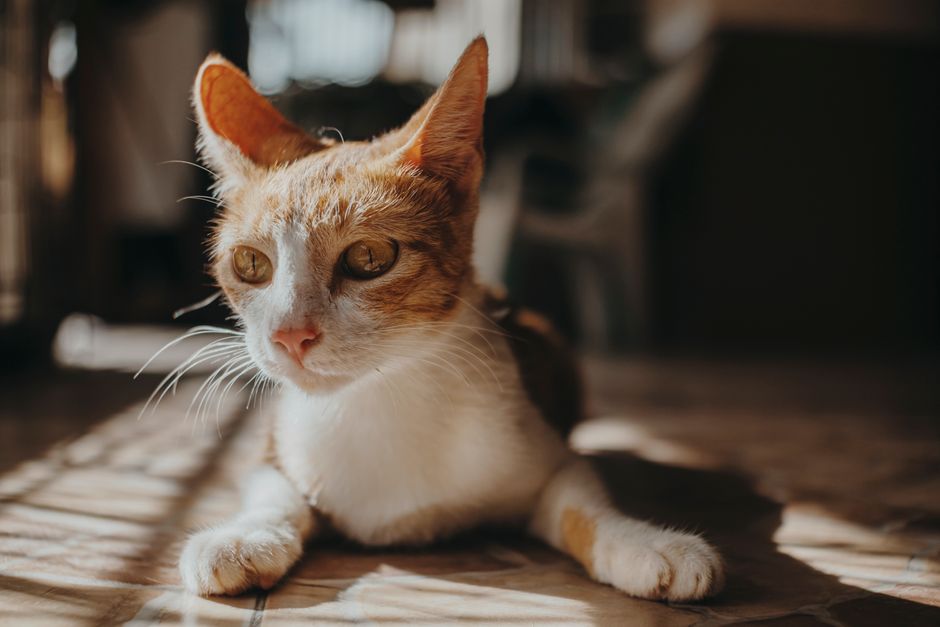 Ear cleaning solution and treatment drops used for cat ear mites