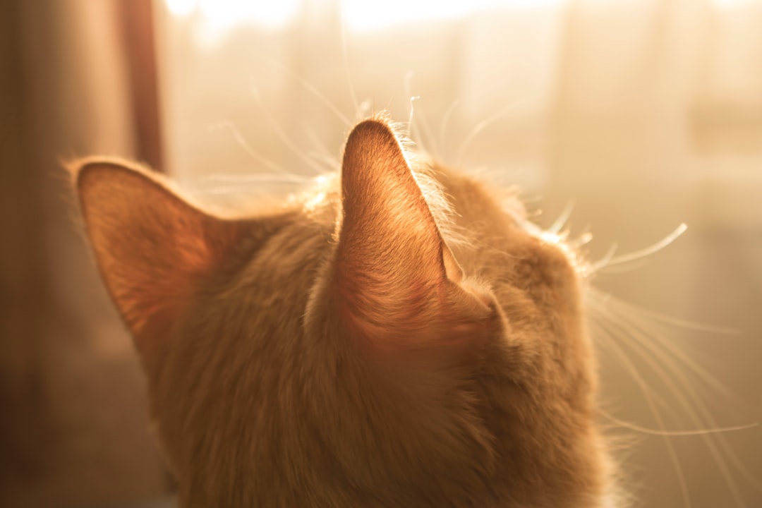 Cat ear position is one of the clearest signals of mood