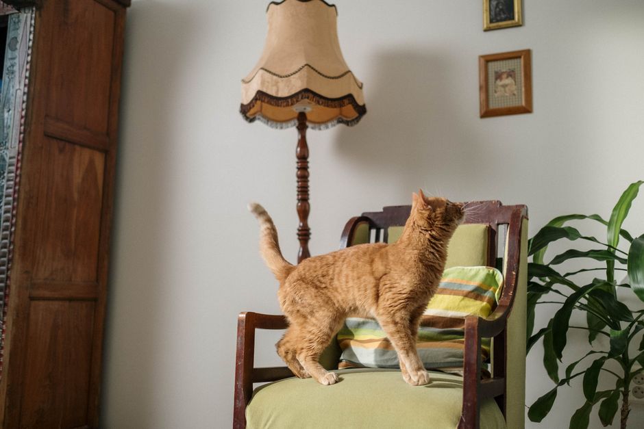 A cat gradually exploring more rooms of a new house over time