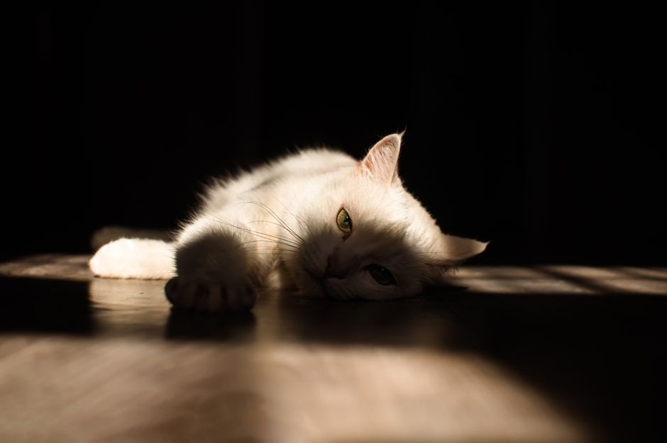 A cat in the moment of expelling a hairball
