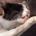 A cat grooming itself, the natural behavior that leads to hairballs