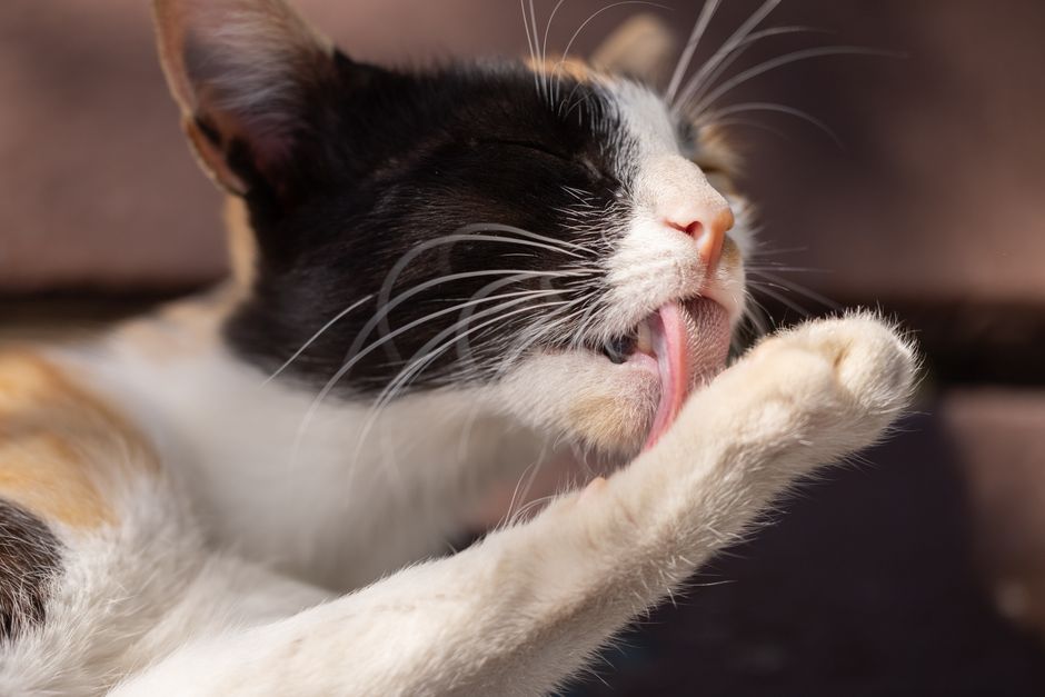 Hairballs in Cats: Causes, Prevention, and When to Worry