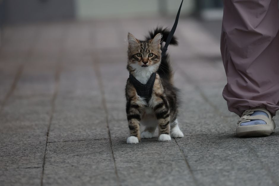 A cat wearing a harness and leash for secure handling during travel