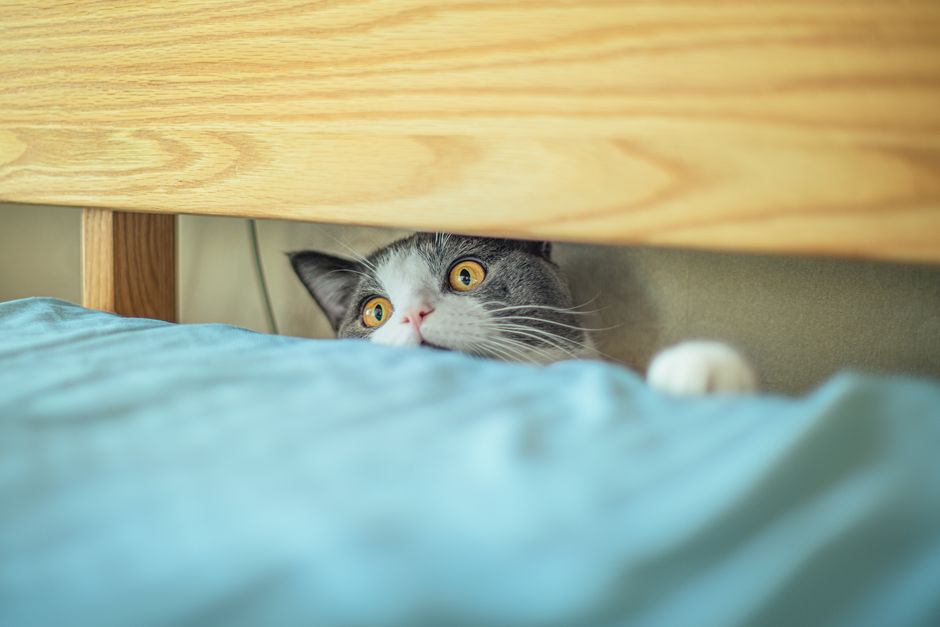 A cat hiding while adjusting to a new home, a normal coping behavior