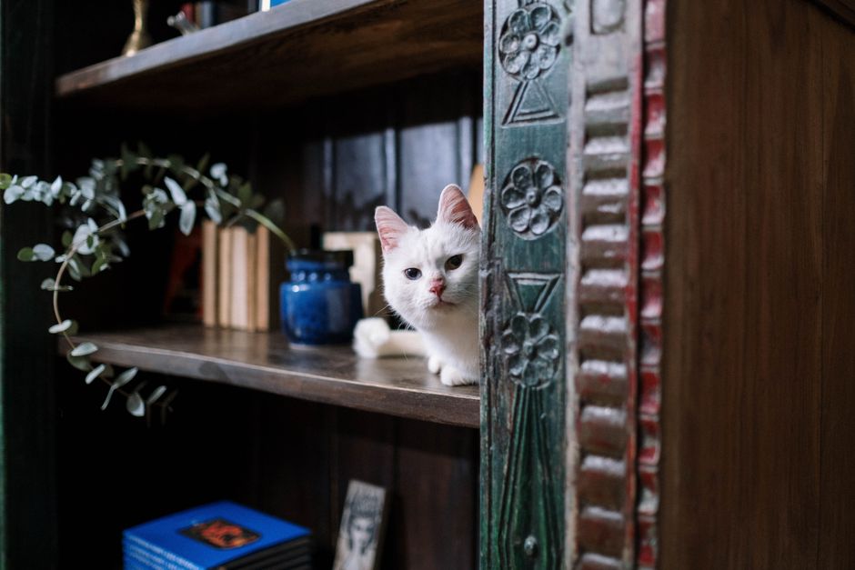 A cat observing from a high, safe perch as it adjusts to a new baby