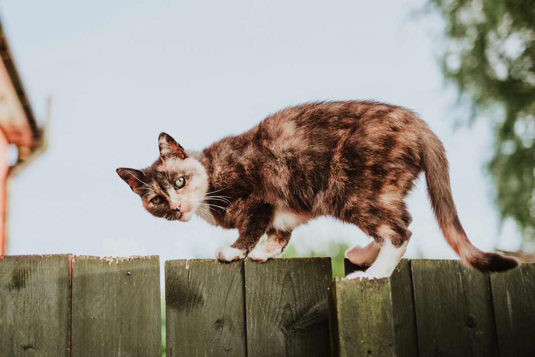 A hissing, arched-back cat signals the introduction is moving too fast
