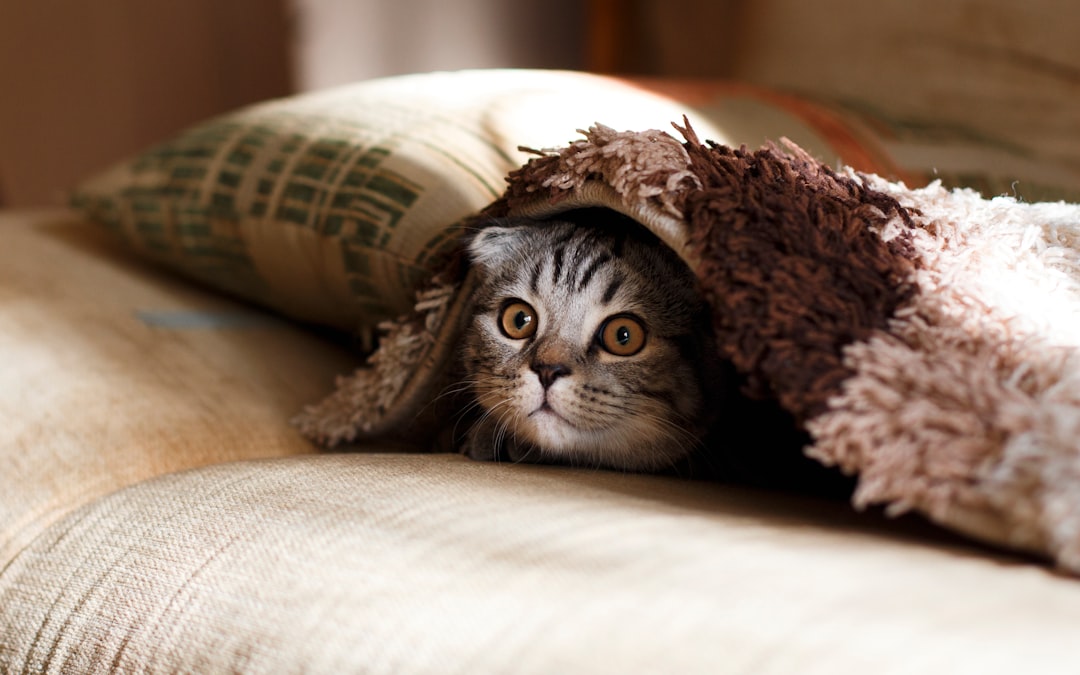 Kneading is a behavior rooted in kittenhood contentment