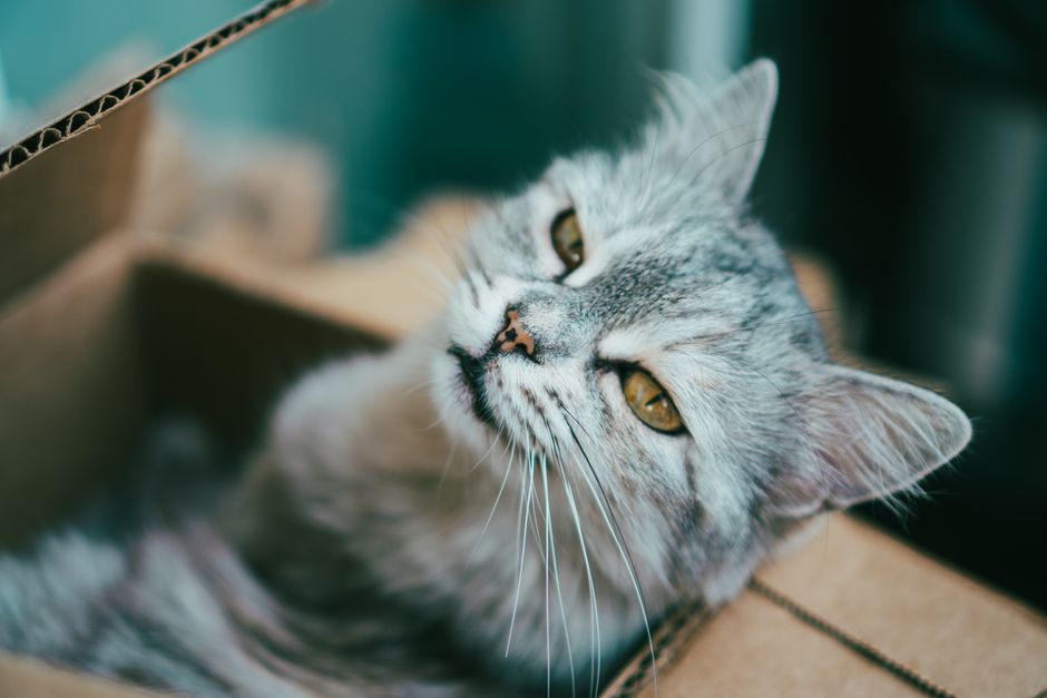 A cat comfortably using its litter box after adjustment issues are resolved