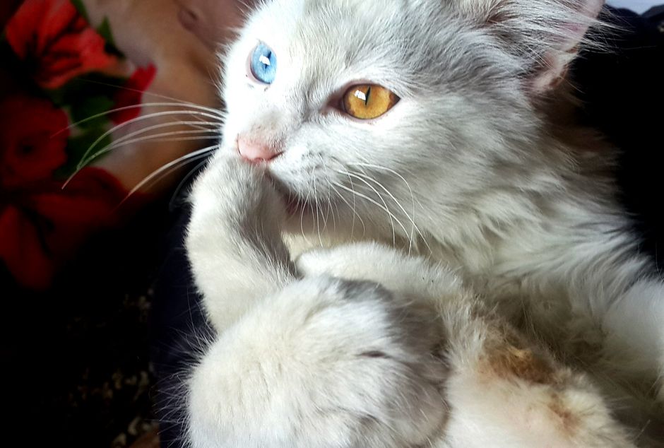 Cats can be picky about litter type, texture, and scent