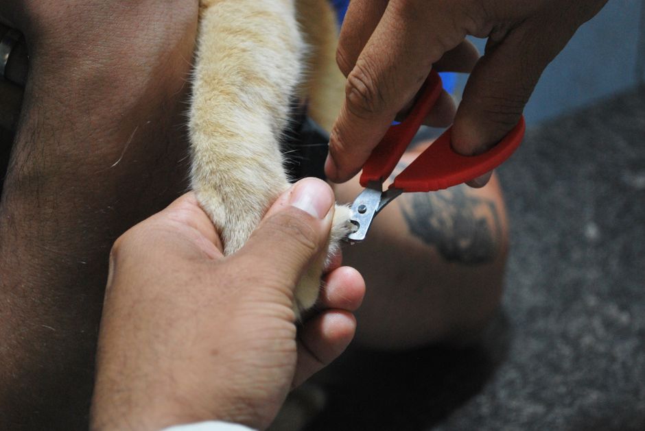 Nail clippers and styptic powder used for safe cat nail trims