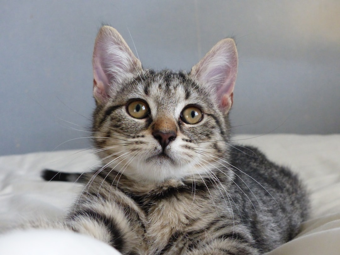 A rescue cat cared for through a Stanislaus County cat network