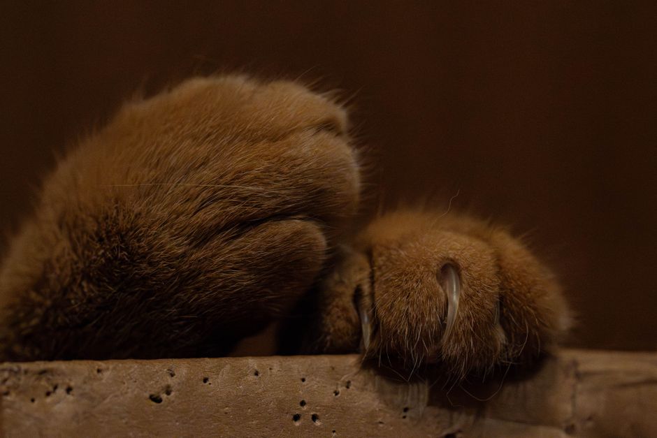 A cat's paw gently held to extend the claw for trimming