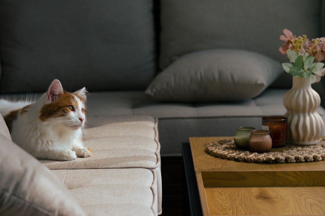 A home prepared and cat-proofed before a new cat arrives