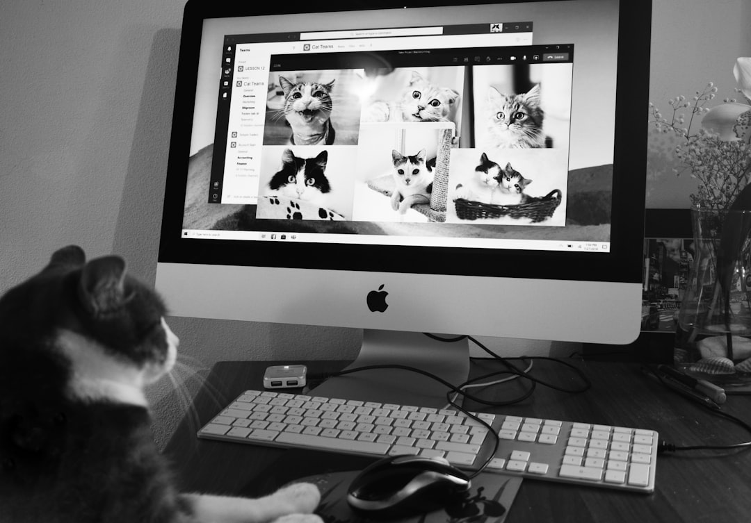Purring often, but not always, signals contentment in a cat