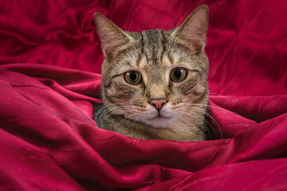 A cat recovering from anesthesia after ear-tipping and spay/neuter surgery