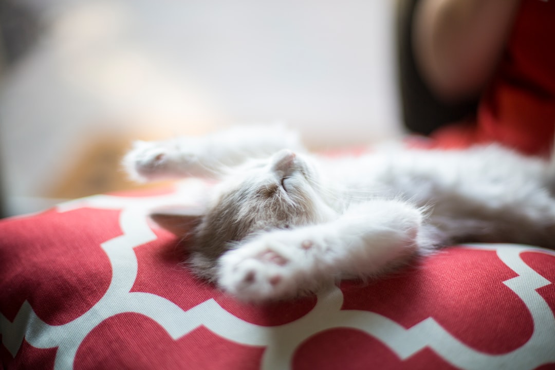 A cat successfully rehomed directly to a new, vetted owner