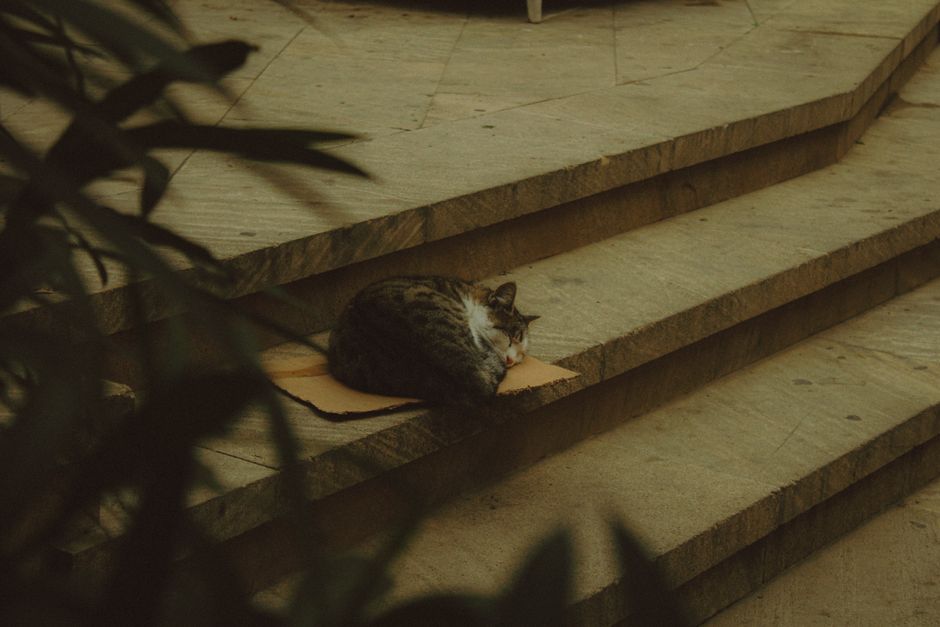 A community cat resting quietly in a hidden corner near a building