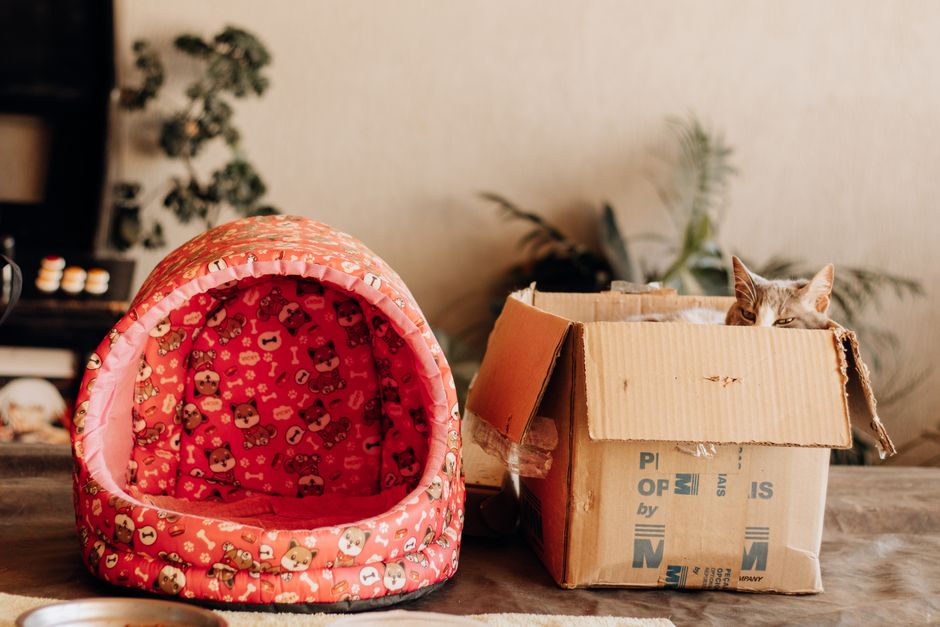 A safe room set up with food, water, litter box, and bedding for a new cat