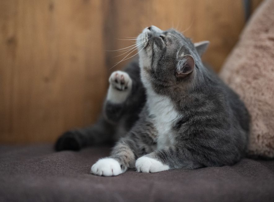 A cat scratching its ear, a common sign of ear mite discomfort