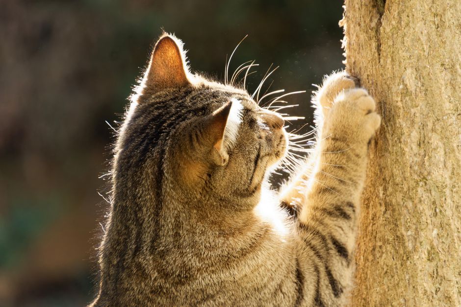 A cat using a scratching post as part of natural claw maintenance