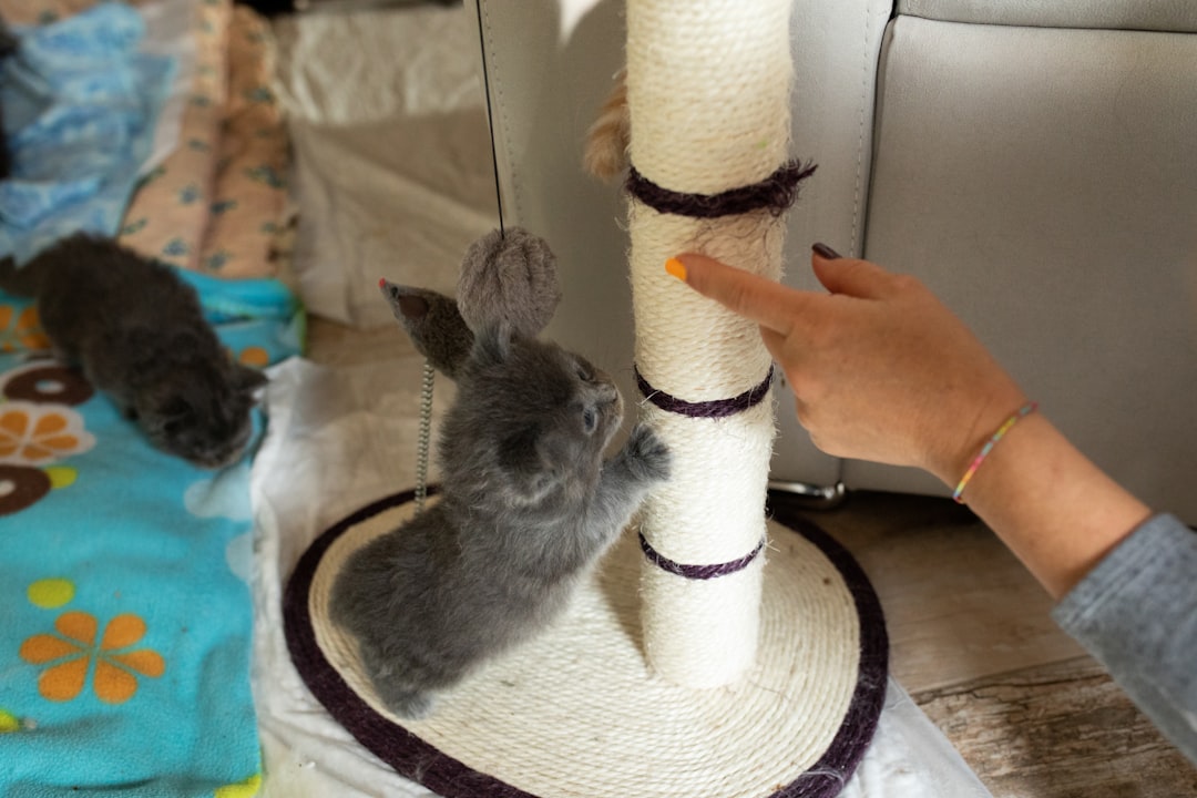 A scratching post helps protect rental furniture and flooring