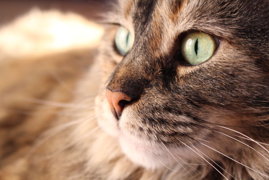 A close-up of a cat's sensory whisker detail