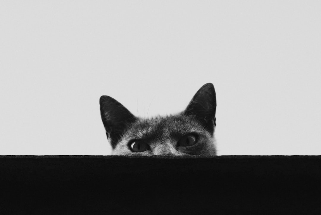 A slow blink is one of the clearest signs a cat trusts you