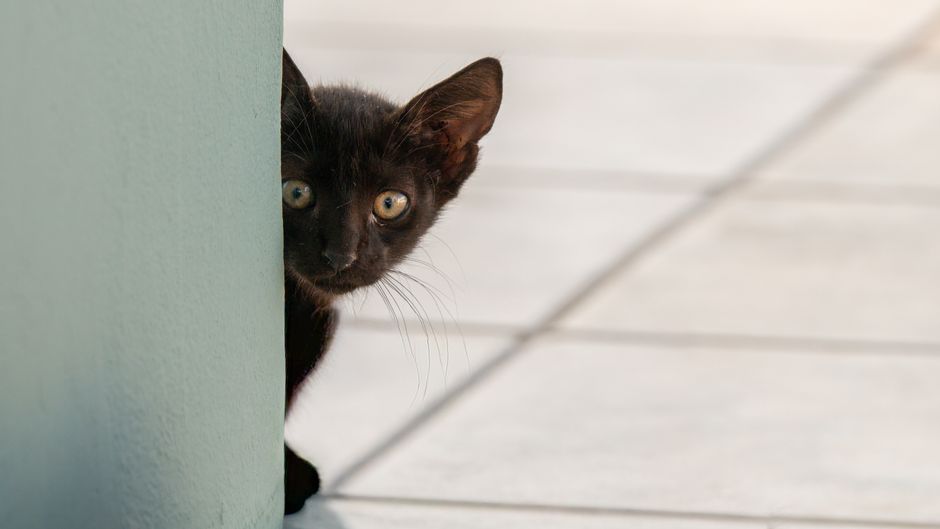 A stressed cat may avoid its litter box during the adjustment period