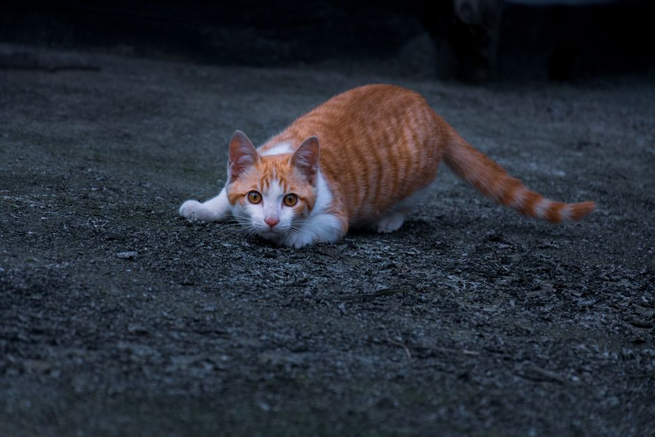 Flattened ears and a crouched posture signal fear or stress in a cat
