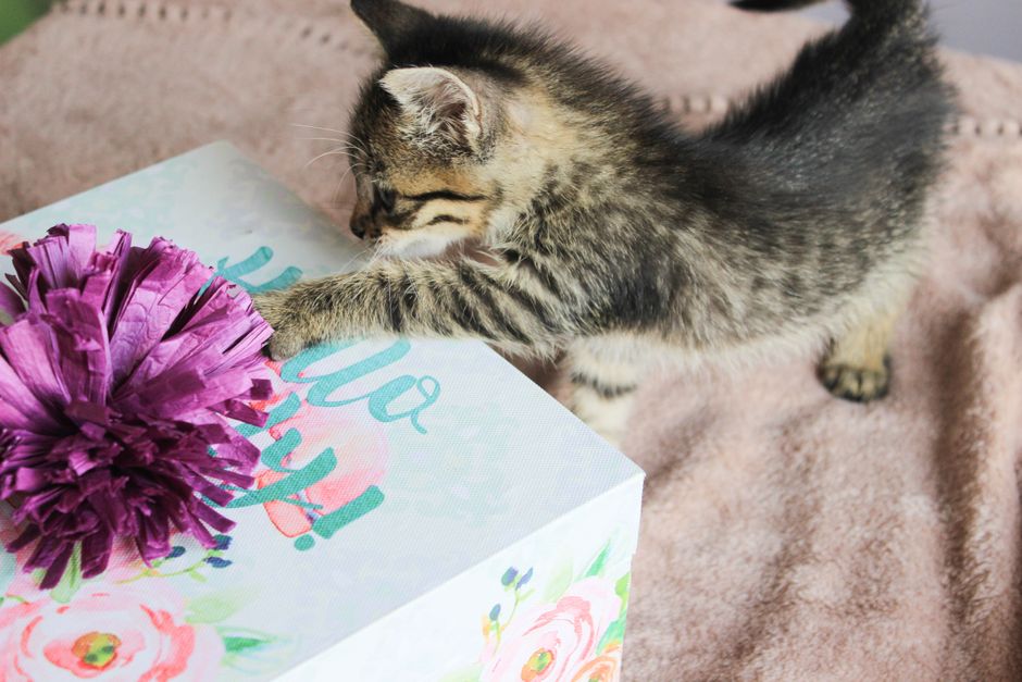 Cat toys donated for shelter enrichment programs