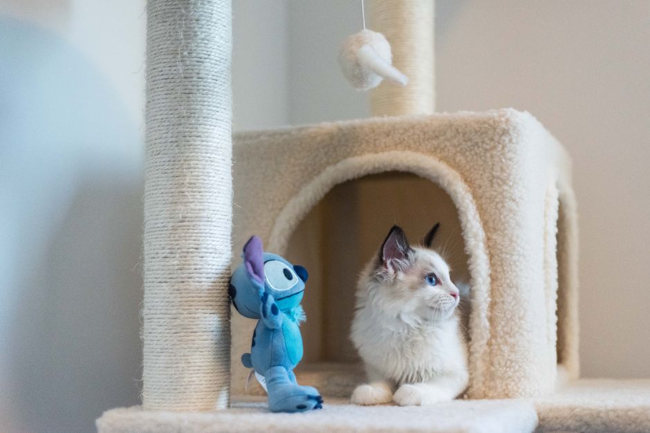 Toys and enrichment supplies add to the annual cost of owning a cat