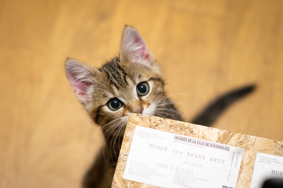 Vet records and vaccination history are a key part of a pet resume for landlords