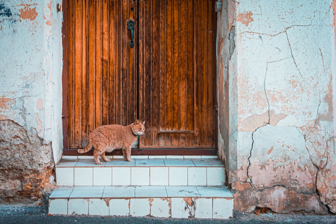 A cracked door allows cats to see each other before a full introduction