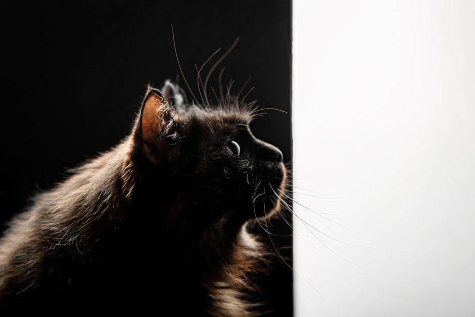 A dramatic close-up of a cat's whiskers