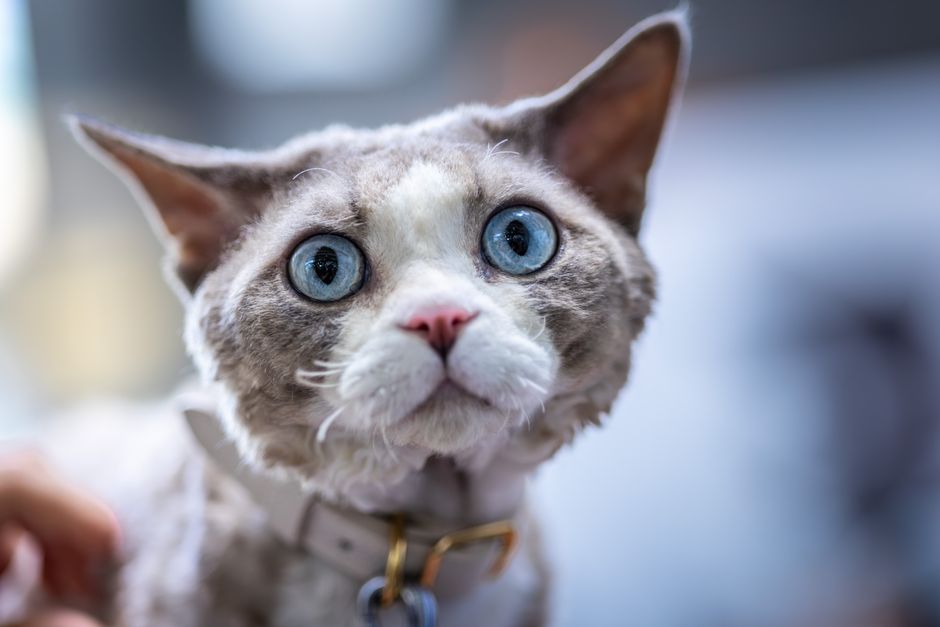 A cat's whiskers spread wide to measure whether it can fit through a space