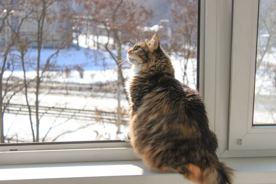 A cat on a window sill looking outside in its new home