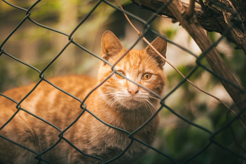 A catio provides a safer, enclosed outdoor space for a cat