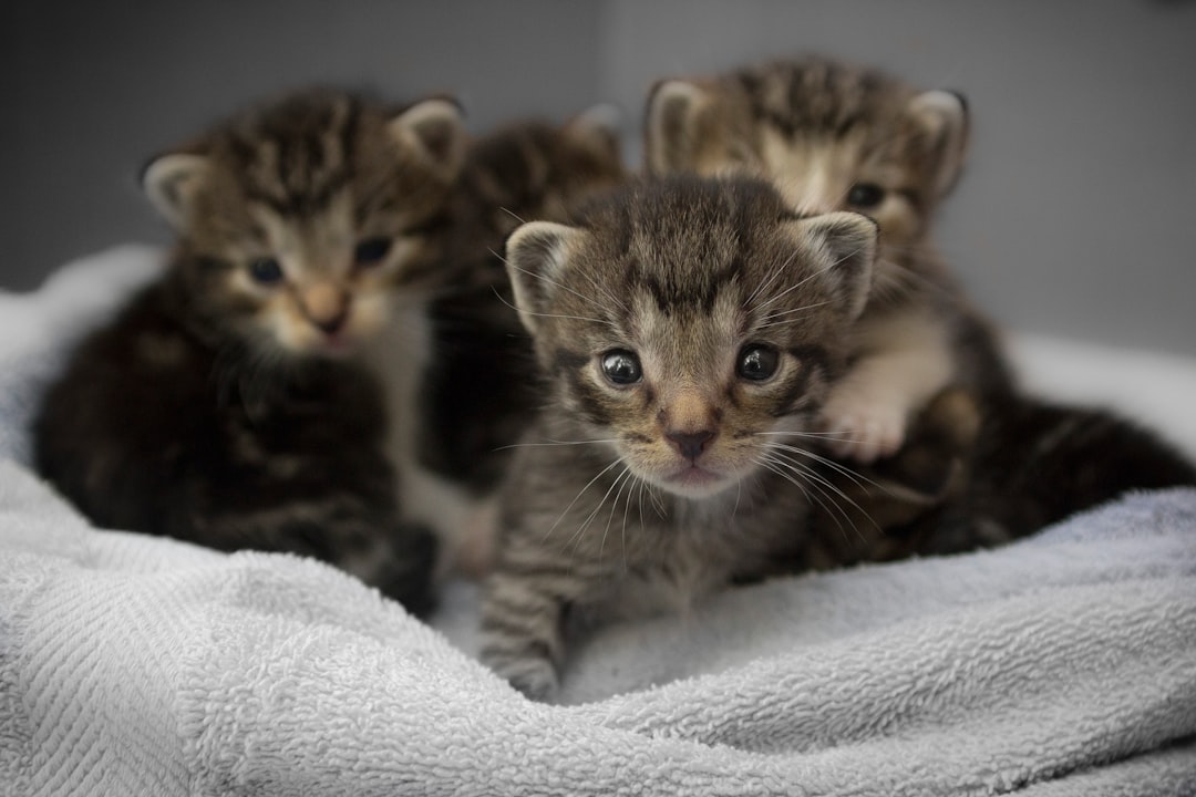 A cat cared for through Cats In Need of Human Care