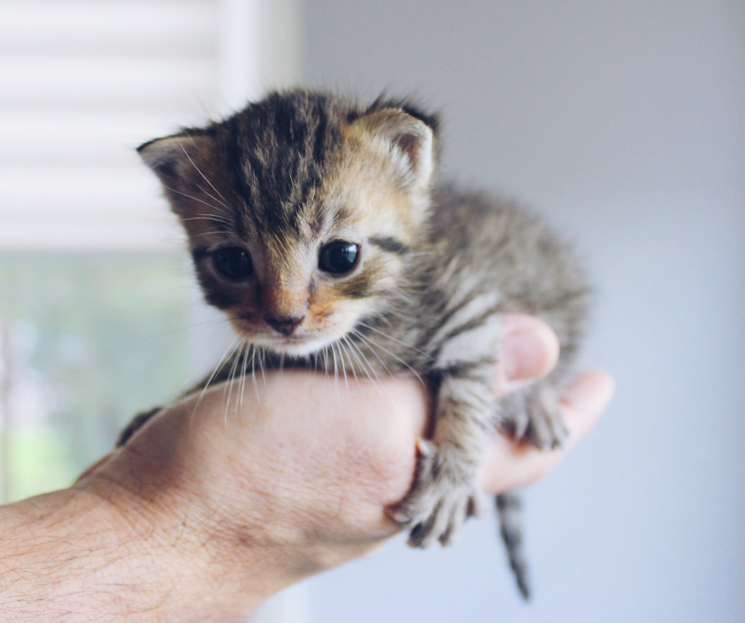 A cat available for adoption through Cats of San Bernardino