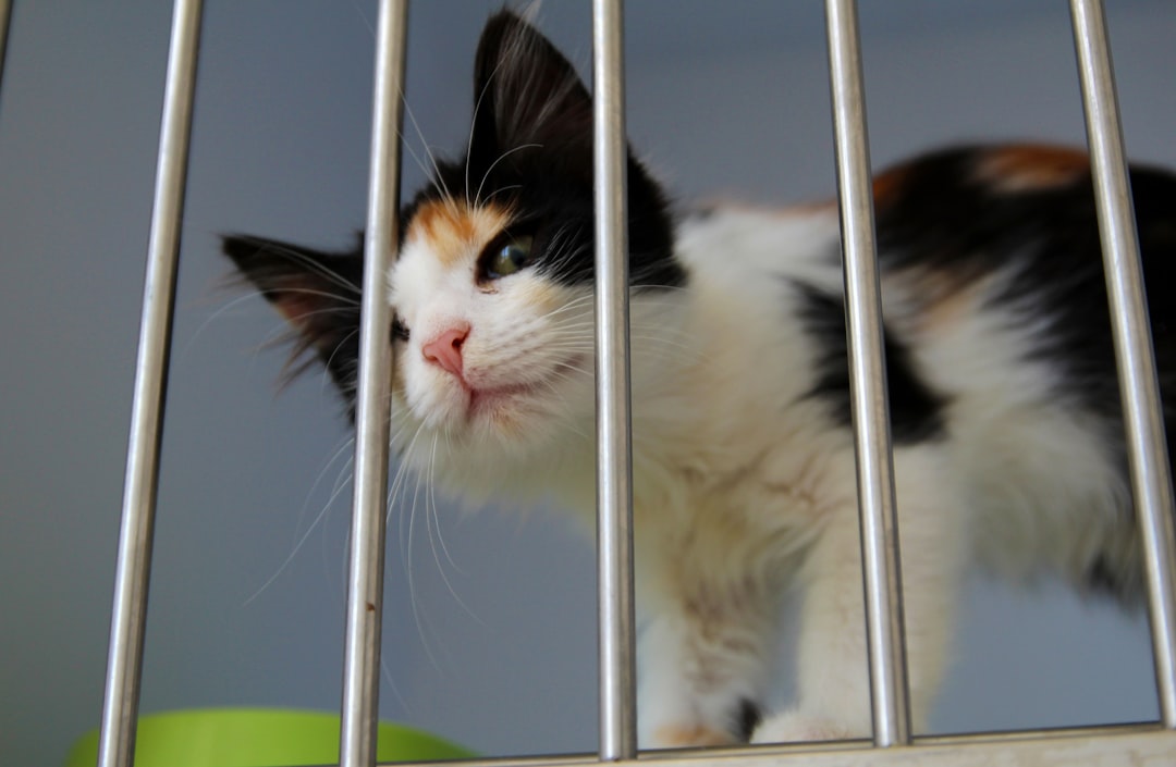 A cat waiting for adoption at a Fresno area shelter