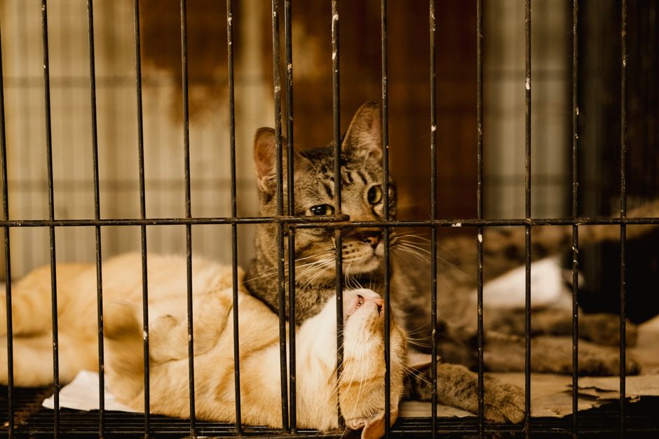 How to Choose Between Two Shelter Cats You Both Love