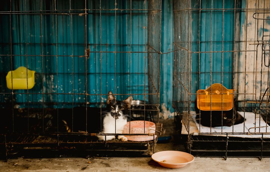 A cat available through the City of Vacaville pet adoption program