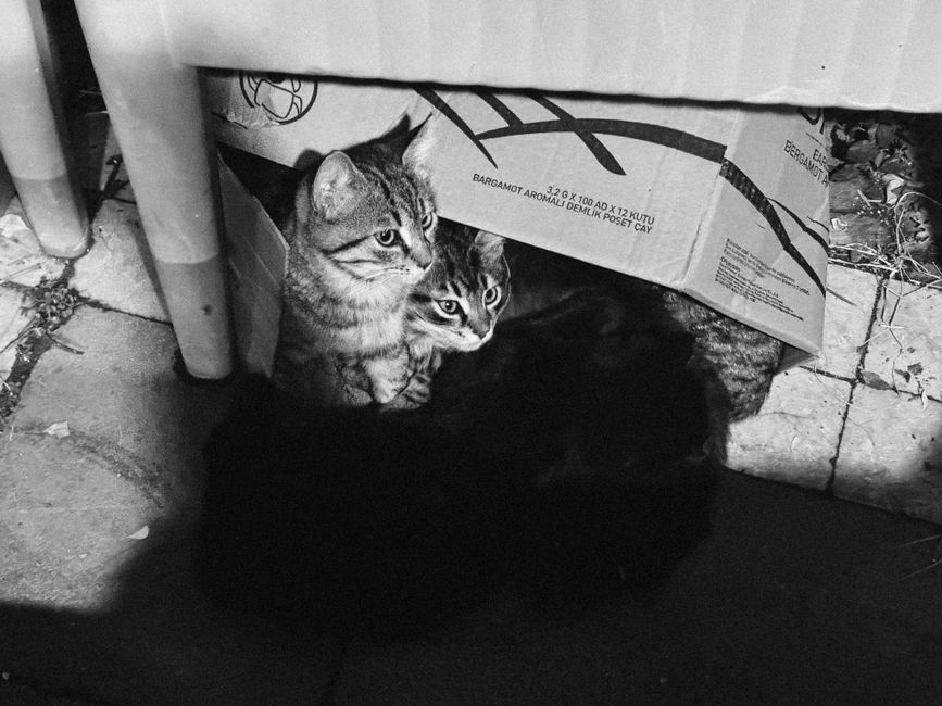 A kitten adopted into a family home near Clovis, CA