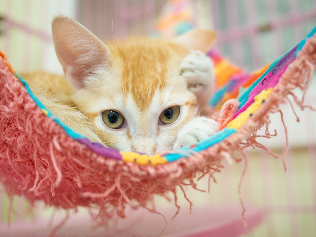 A cat available for adoption at the Coachella Valley Animal Campus