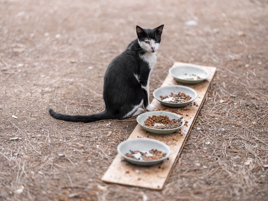 A feeding station set up by a community cat colony caretaker