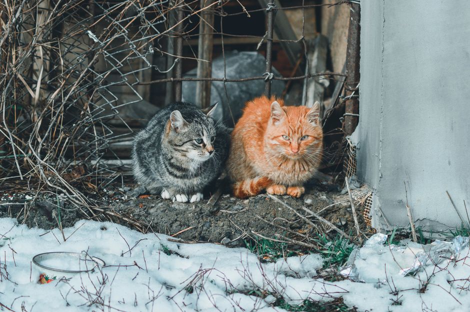 An insulated outdoor shelter built for a community cat colony